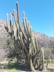 Trichocereus chiloensis