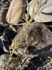 Verbena lasiostachys