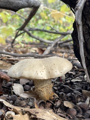 Retiboletus