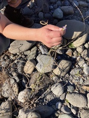 Verbena lasiostachys