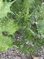 Cnidoscolus maculatus