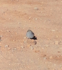 Geospizopsis unicolor