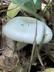 Hygrophorus eburneus