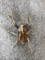 Ctenidae