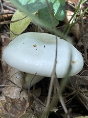 Hygrophorus eburneus