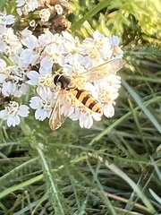 Meliscaeva cinctella