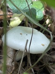 Hygrophorus eburneus