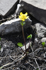 Caltha arctica