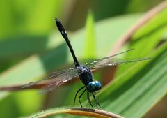 Nephepeltia flavifrons