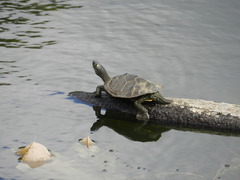 Graptemys pseudogeographica