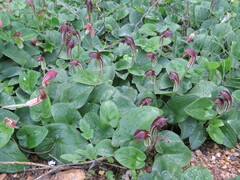 Arisarum vulgare