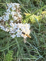 Meliscaeva cinctella