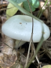 Hygrophorus eburneus