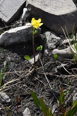 Caltha arctica