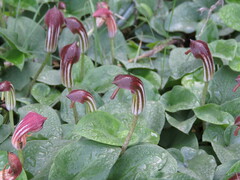Arisarum vulgare