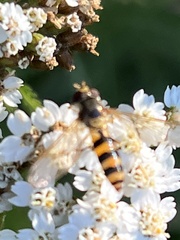 Meliscaeva cinctella