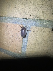 Phyllophaga
