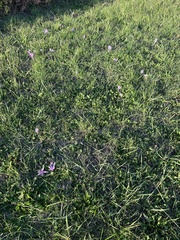 Colchicum autumnale