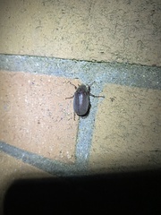 Phyllophaga