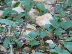 Arisarum vulgare