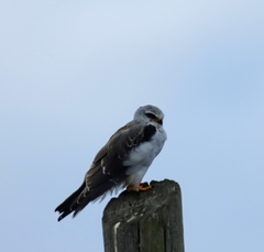 Elanus caeruleus caeruleus