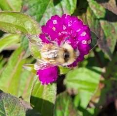 Bombus huntii