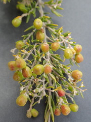 Phylica paniculata