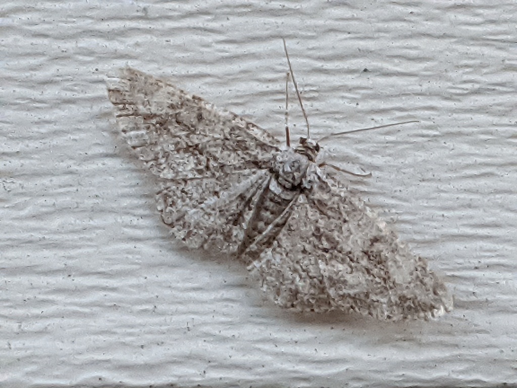 Common Gray from Allen County, IN, USA on September 18, 2022 at 07:34 ...