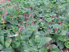 Arisarum vulgare