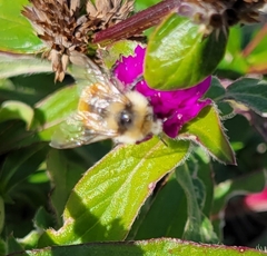 Bombus huntii
