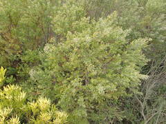 Phylica paniculata