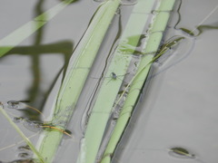 Neogerris hesione