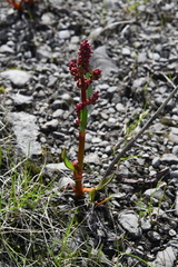 Rumex arcticus