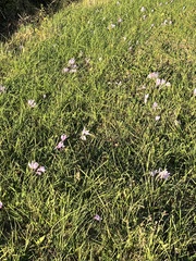 Colchicum autumnale