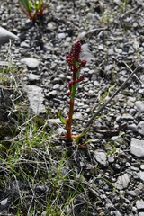 Rumex arcticus