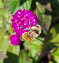 Bombus huntii