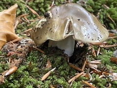 Amanita excelsa