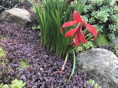 Sprekelia formosissima