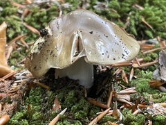 Amanita excelsa
