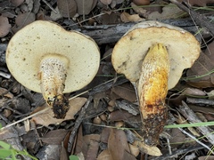 Retiboletus