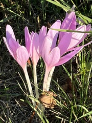 Colchicum autumnale