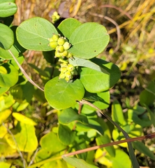 Symphoricarpos occidentalis
