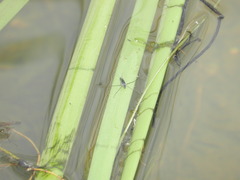 Neogerris hesione