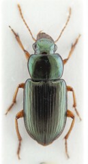 Selenophorus