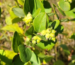 Symphoricarpos occidentalis