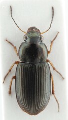 Selenophorus