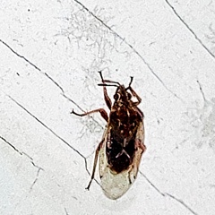 Kleidocerys resedae