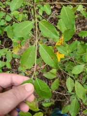 Viburnum prunifolium