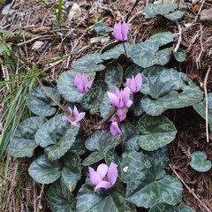 Cyclamen purpurascens