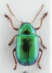 Colaspis darlingtoni